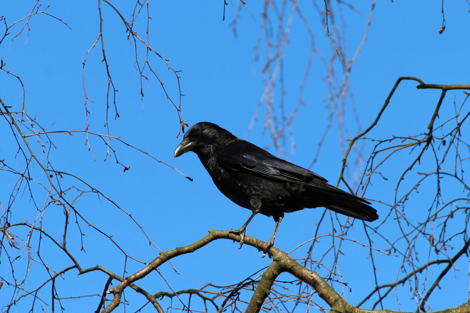 black crow bird